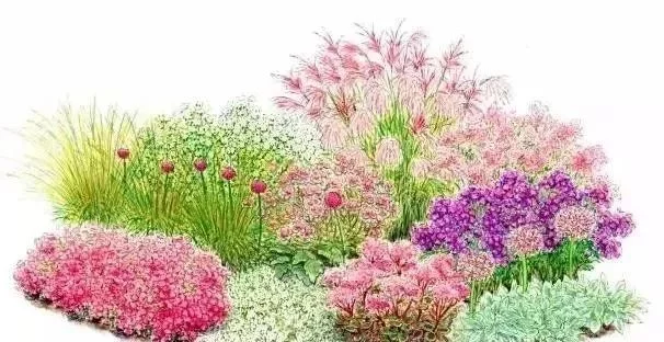 花境营造 · 绝对干货(图1)