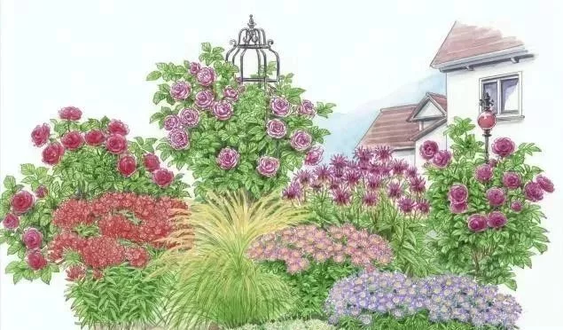 花境营造 · 绝对干货(图22)