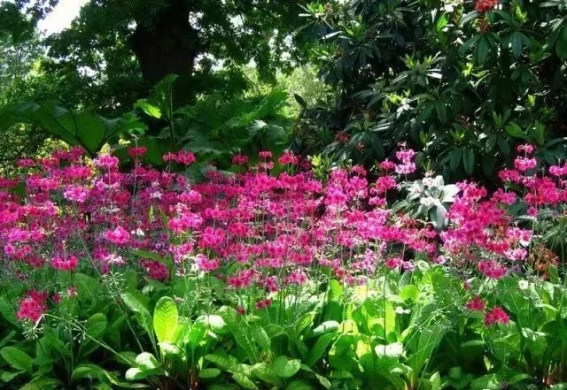 花境营造 · 绝对干货(图27)