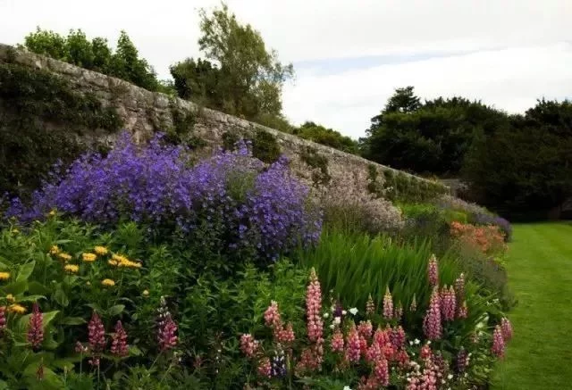 花境营造 · 绝对干货(图30)