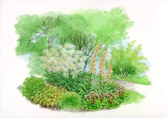 干货 | 36款花境设计平面图,33款花境实景图欣赏(图30) 干货 | 36款花境设计平面图,33款花境实景图欣赏(图30)