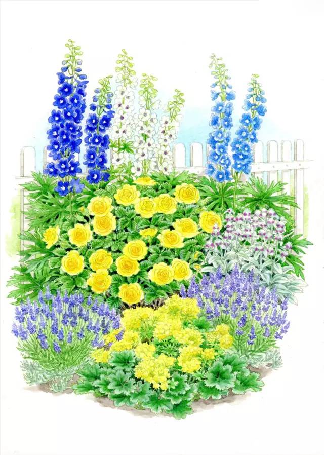 干货 | 36款花境设计平面图,33款花境实景图欣赏(图34) 干货 | 36款花境设计平面图,33款花境实景图欣赏(图34)