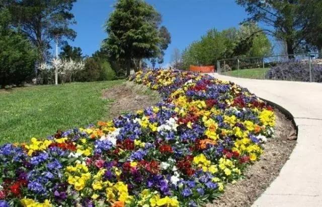 干货 | 36款花境设计平面图,33款花境实景图欣赏(图40) 干货 | 36款花境设计平面图,33款花境实景图欣赏(图40)