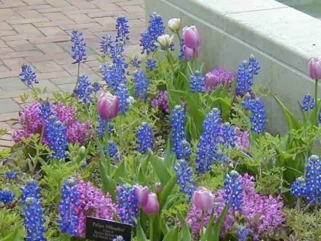 干货 | 36款花境设计平面图,33款花境实景图欣赏(图41) 干货 | 36款花境设计平面图,33款花境实景图欣赏(图41)