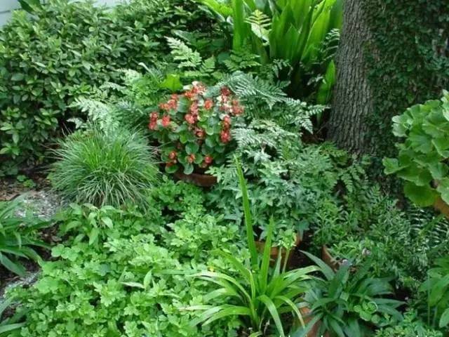 干货 | 36款花境设计平面图,33款花境实景图欣赏(图39) 干货 | 36款花境设计平面图,33款花境实景图欣赏(图39)