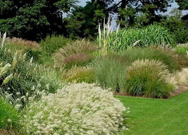 干货 | 36款花境设计平面图,33款花境实景图欣赏(图43) 干货 | 36款花境设计平面图,33款花境实景图欣赏(图43)