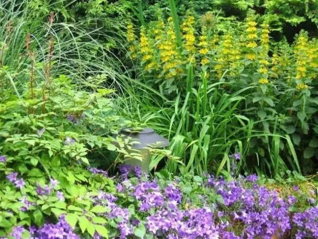 干货 | 36款花境设计平面图,33款花境实景图欣赏(图55) 干货 | 36款花境设计平面图,33款花境实景图欣赏(图55)