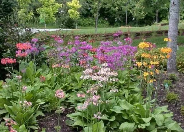 干货 | 36款花境设计平面图,33款花境实景图欣赏(图45) 干货 | 36款花境设计平面图,33款花境实景图欣赏(图45)