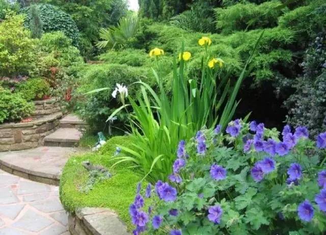 干货 | 36款花境设计平面图,33款花境实景图欣赏(图51) 干货 | 36款花境设计平面图,33款花境实景图欣赏(图51)