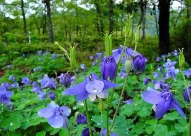 干货 | 36款花境设计平面图,33款花境实景图欣赏(图64) 干货 | 36款花境设计平面图,33款花境实景图欣赏(图64)