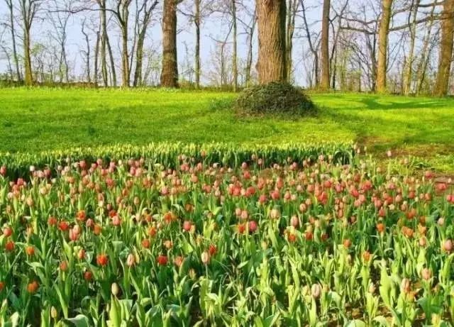 干货 | 36款花境设计平面图,33款花境实景图欣赏(图68) 干货 | 36款花境设计平面图,33款花境实景图欣赏(图68)