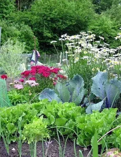 干货 | 36款花境设计平面图,33款花境实景图欣赏(图71) 干货 | 36款花境设计平面图,33款花境实景图欣赏(图71)