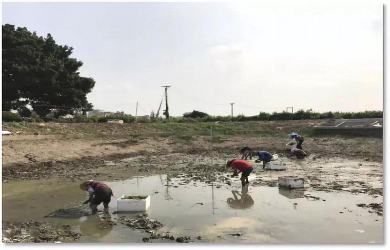 案例分享|顺德江义人工湖生态修复(图2) 微信图片_20180814091306