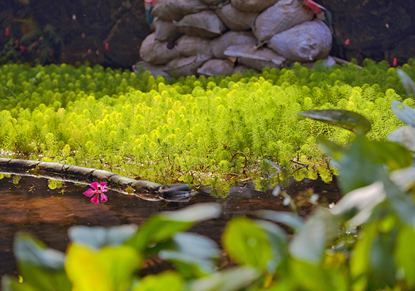 案例分享|佛山-亚艺湖(图4) 案例分享|佛山-亚艺湖(图4)