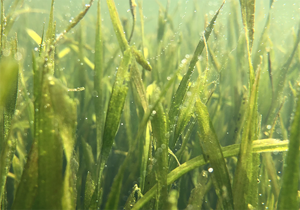 案例分享|佛山-亚艺湖(图5) 案例分享|佛山-亚艺湖(图5)