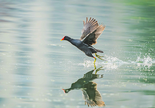 案例分享|广州东山湖(图5) 案例分享|广州东山湖(图5)